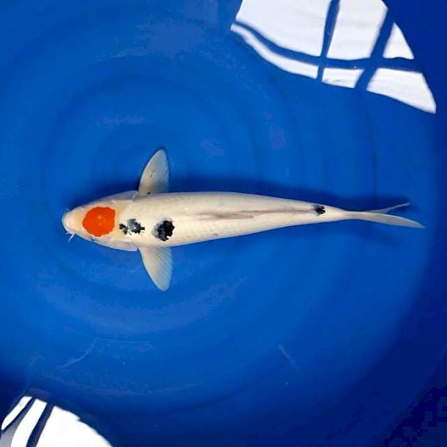 Tanco sanke 45 cm