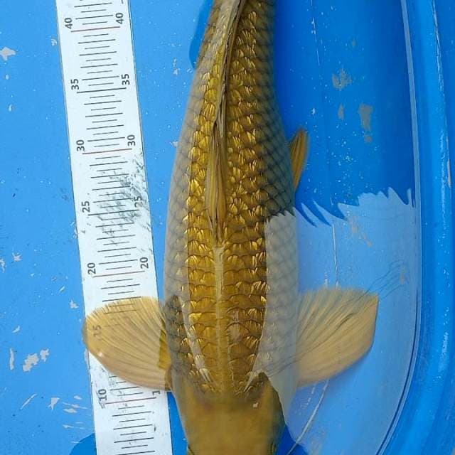 Midori Ginrin Jantan 62cm