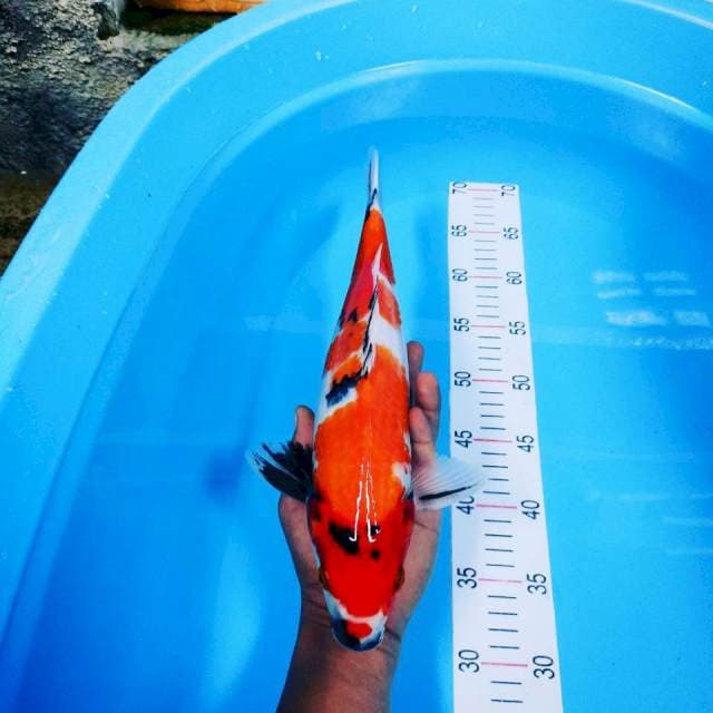 Showa 37 cm