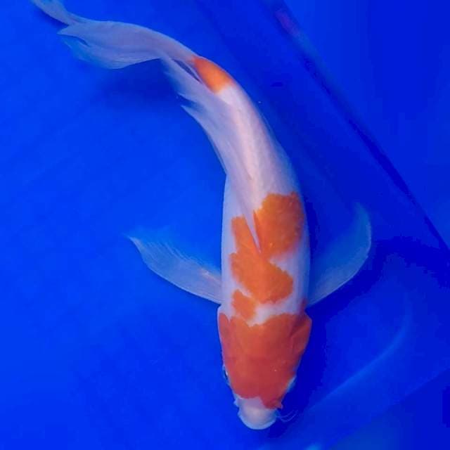 Kumpay Kohaku 27cm