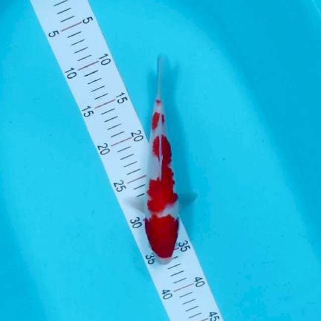 Kohaku