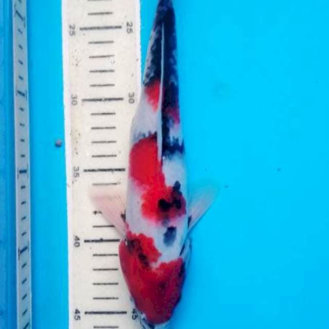 showa 29 cm