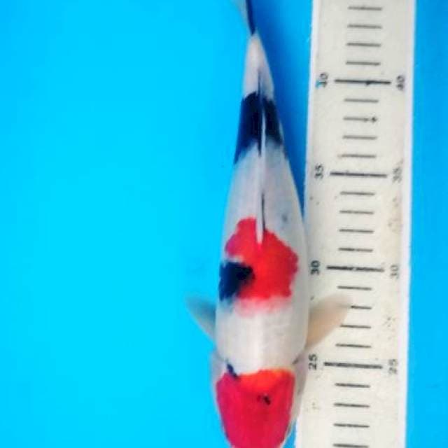 showa 28 cm