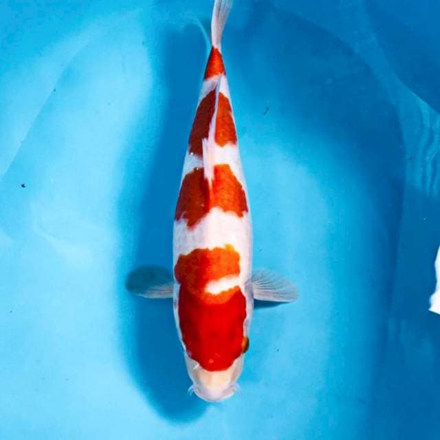 Kohaku, 38 cm