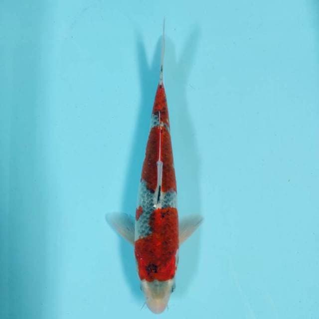 Goshiki 30 cm