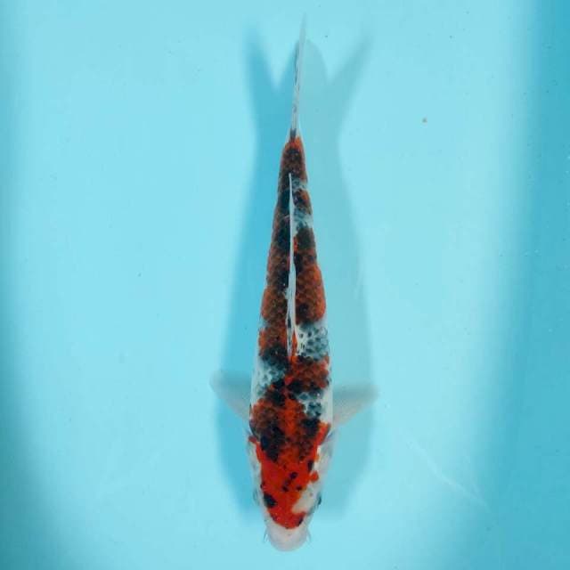 Goshiki 33 cm