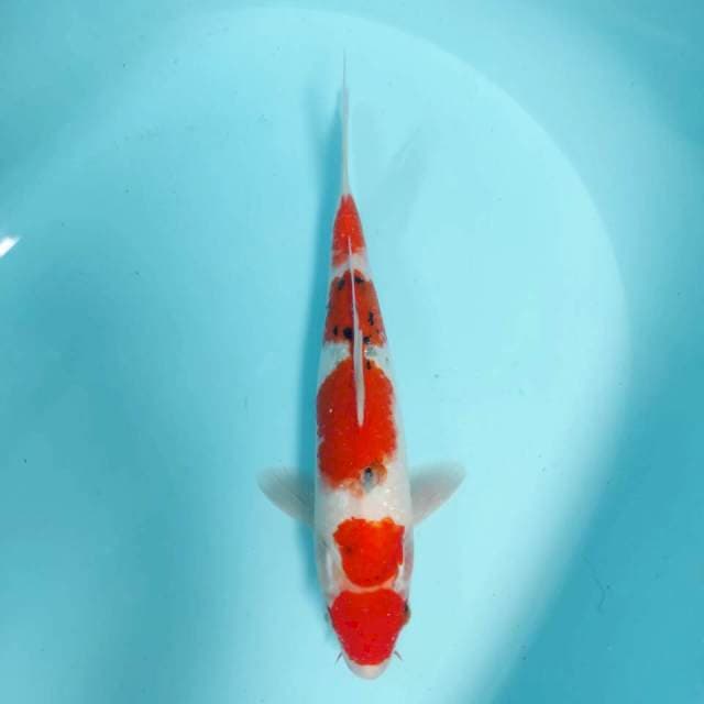 Maruten Goshiki 29 cm