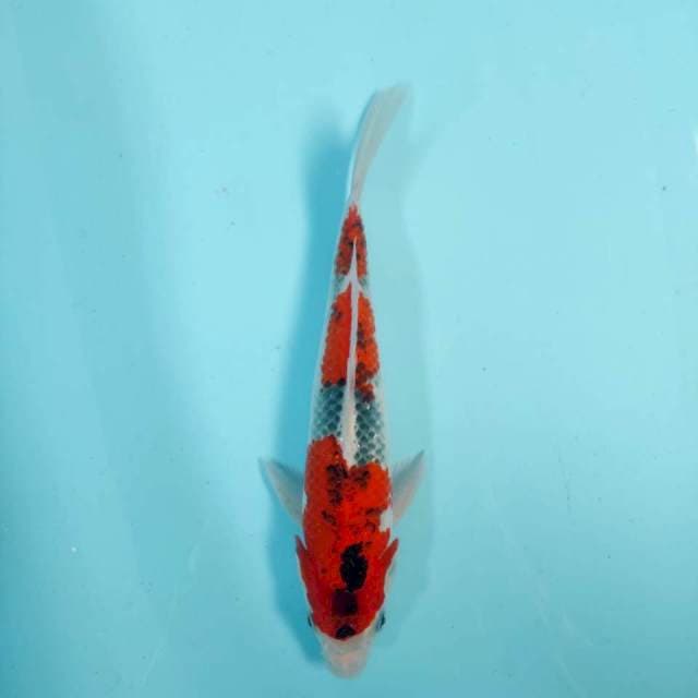 Goshiki 28 cm