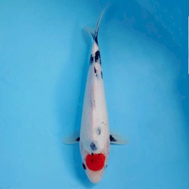 Tancho showa, 30 cm