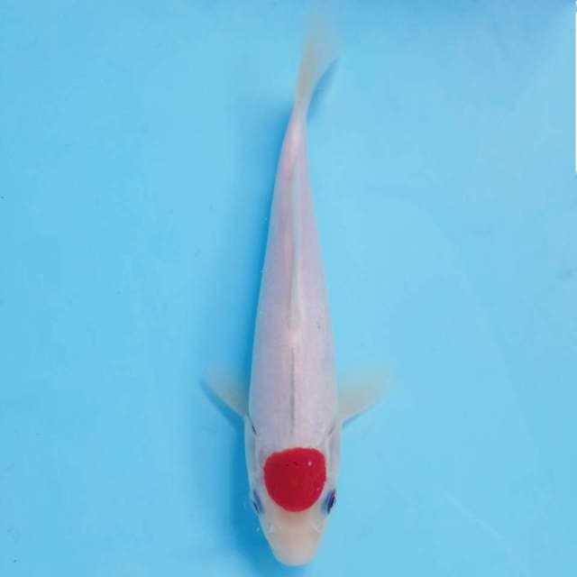 Tancho, 20 cm