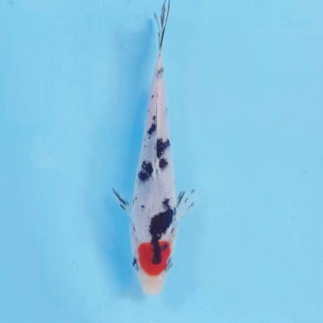 Tancho sanke, 15 cm