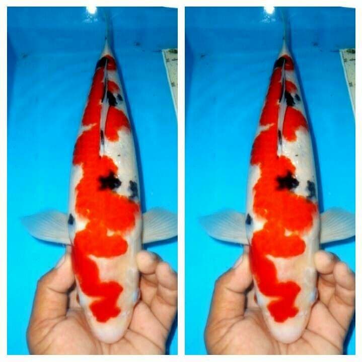 Inazuma sanke naga sakti koleksi orang kaya