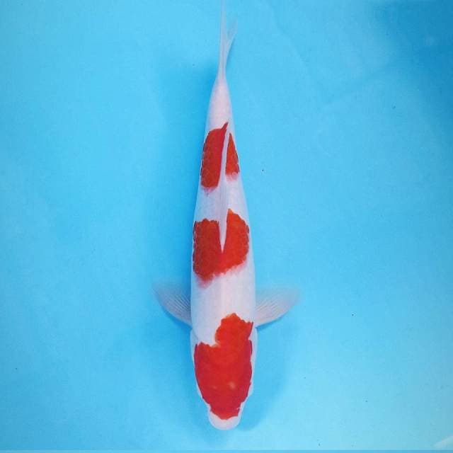 Kohaku, 32 cm