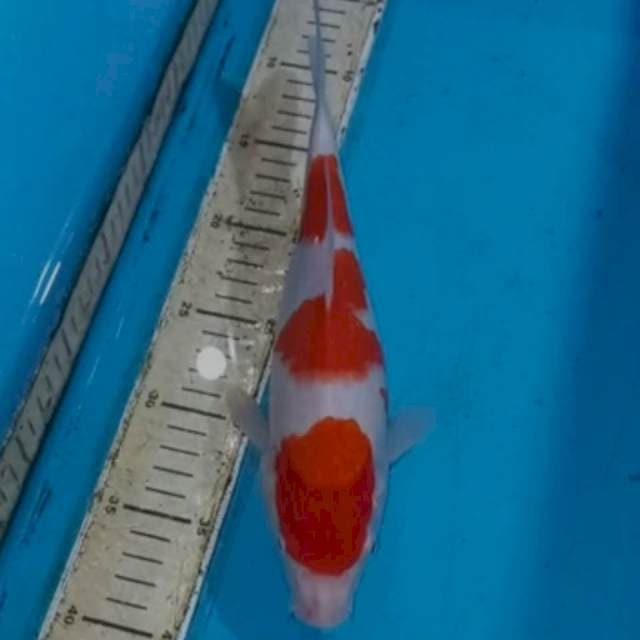 Kohaku 30cm