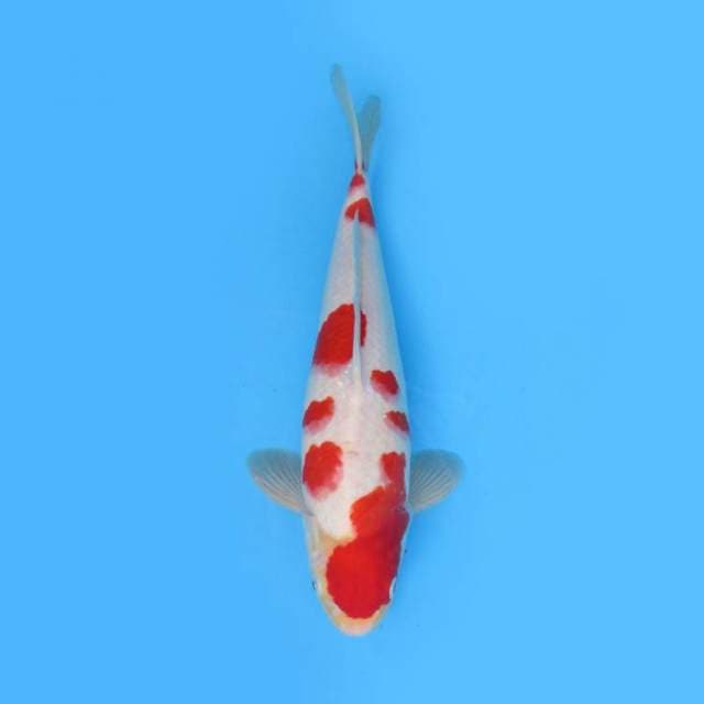 34CM - KOHAKU POLKA DOT