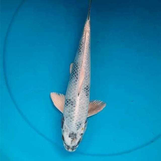 Kin shiro 34cm