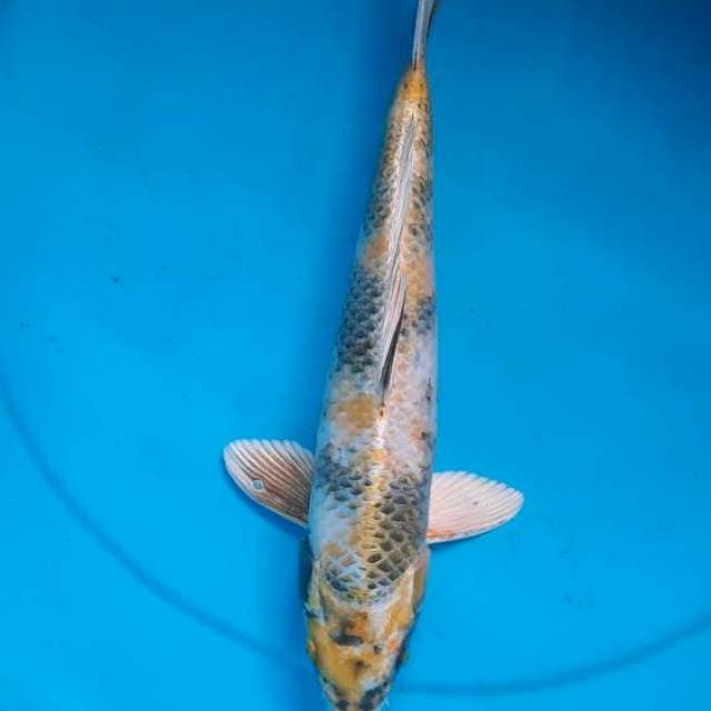 Kin showa 32cm