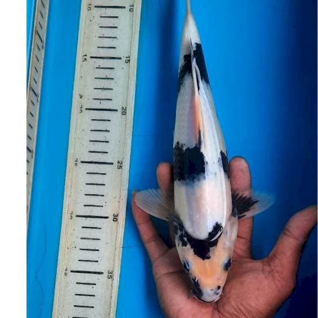 Shiro 29cm