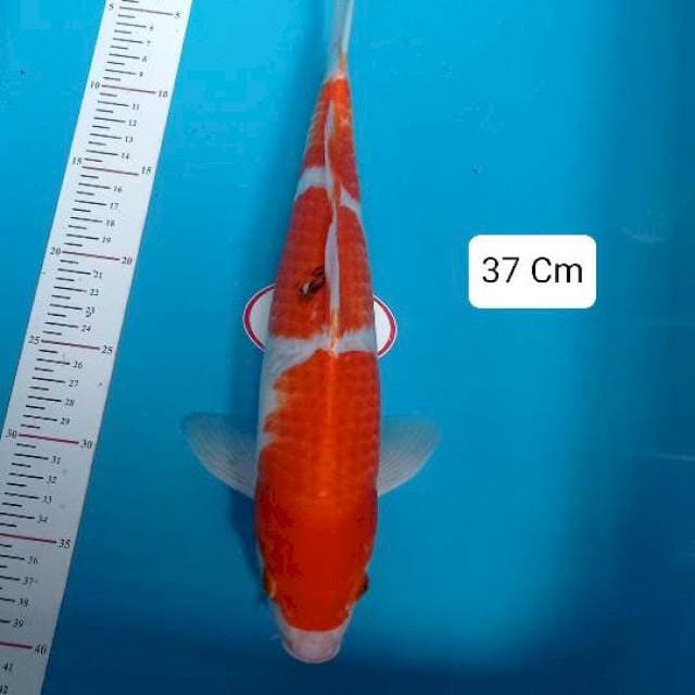 Kohaku sandan 37cm Male