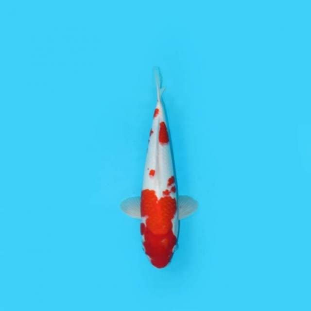 33CM - MENKABURI