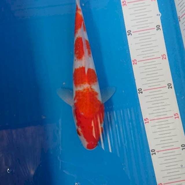 Kohaku 27cm,