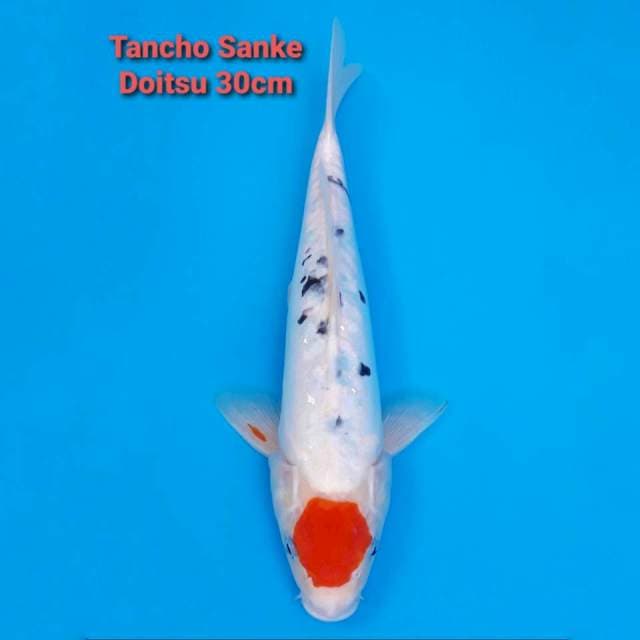 Tancho Doitsu Sanke 30cm