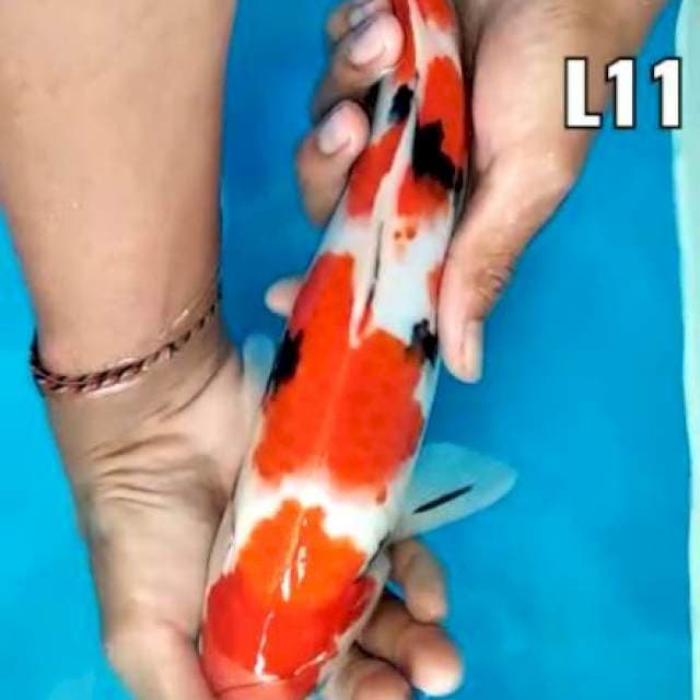 Sanke male 32cm