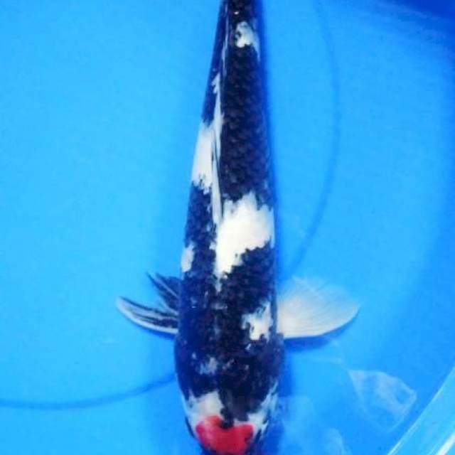 tanco showa male 46 cm