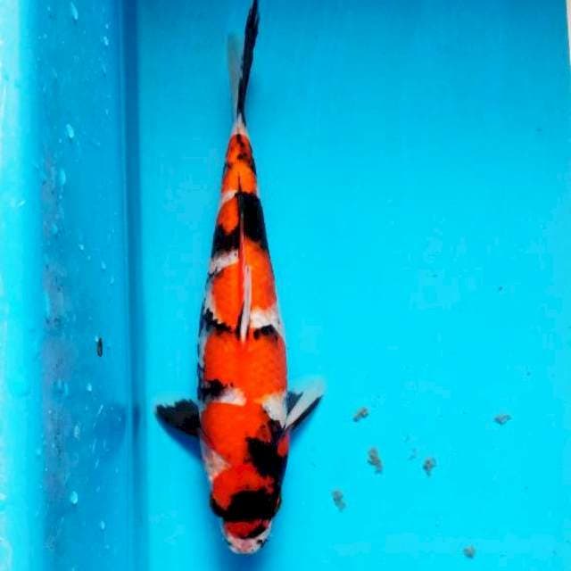 sowa 27 cm
