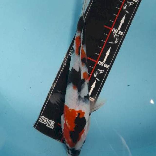 Showa sansoku 27bu