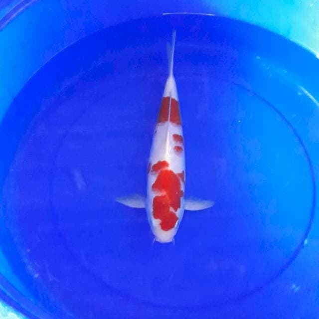 Kohaku ori