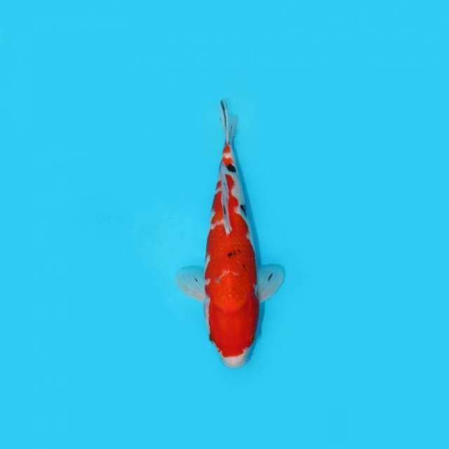 30CM - SANKE