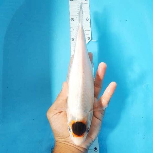 TANCO GOROMO 29CM MALE