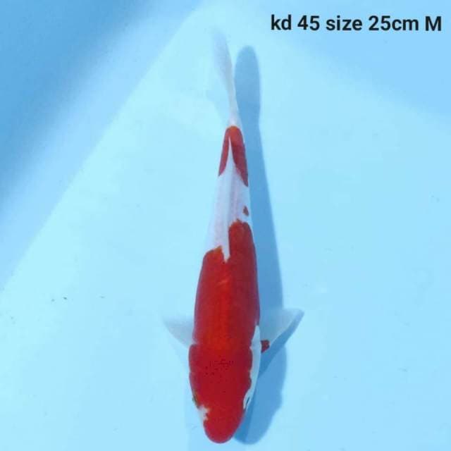 Kohaku
