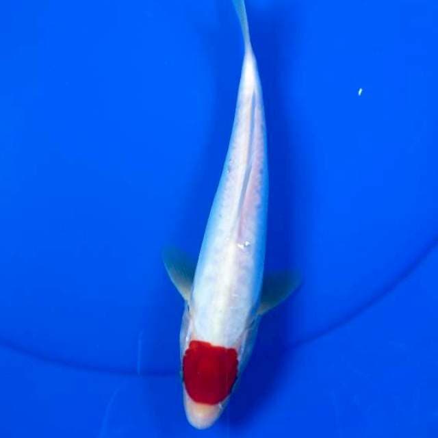Tancho kohaku doitsu 25cm jantan