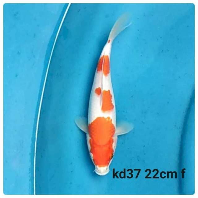 Kohaku 3 step