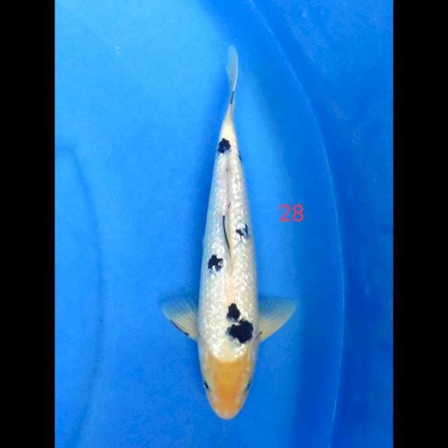 BEKKO GINRIN FULL, 28CM