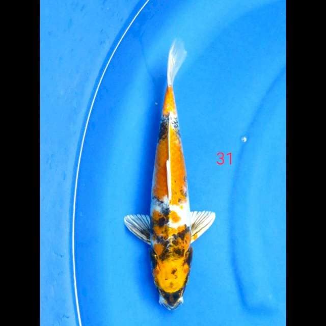 KIN SHOWA UNIQUE, 31CM