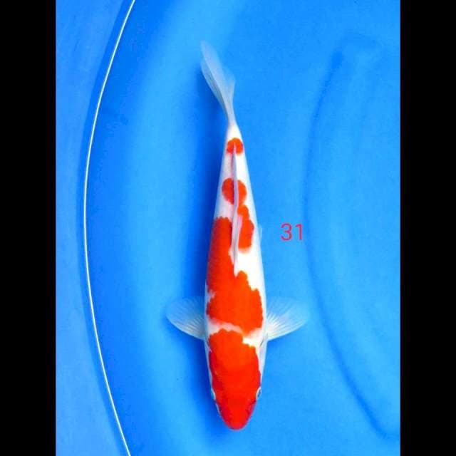 KOHAKU POLA PETIR, 31CM