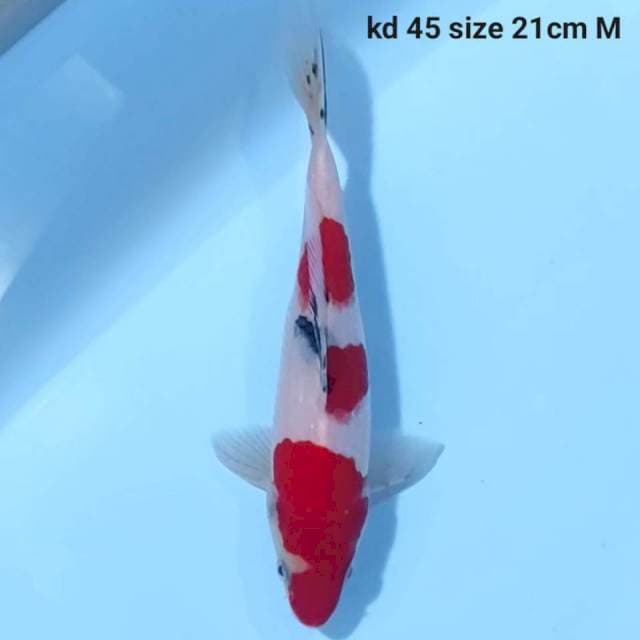 Sanke Male 21 cm