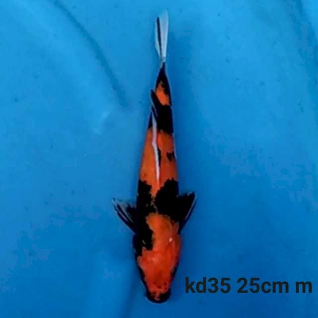Hi Showa Male 25cm