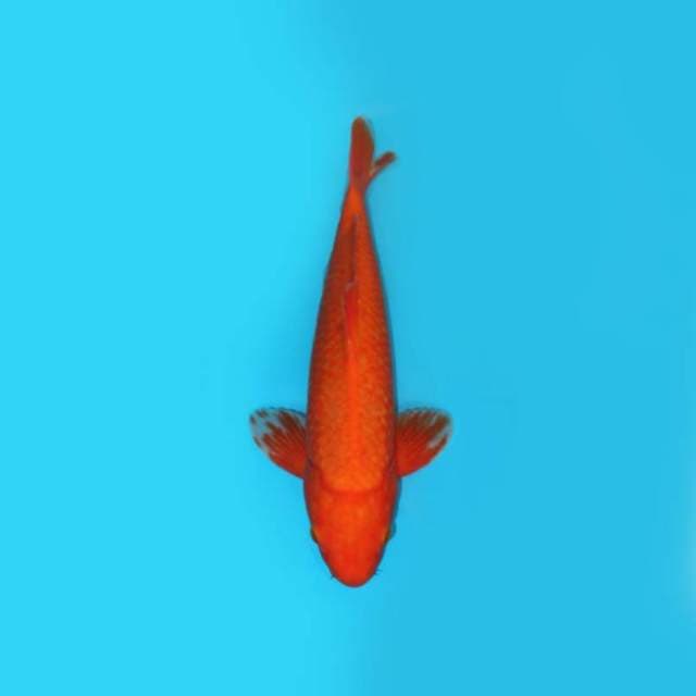 40CM - BENIGOI