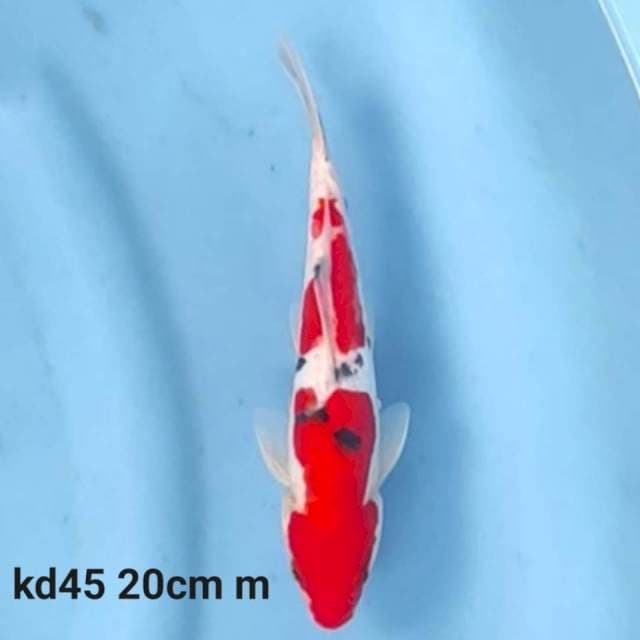 Doitsu Sanke Male 20cm