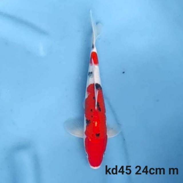 Doitsu Sanke Male 24cm