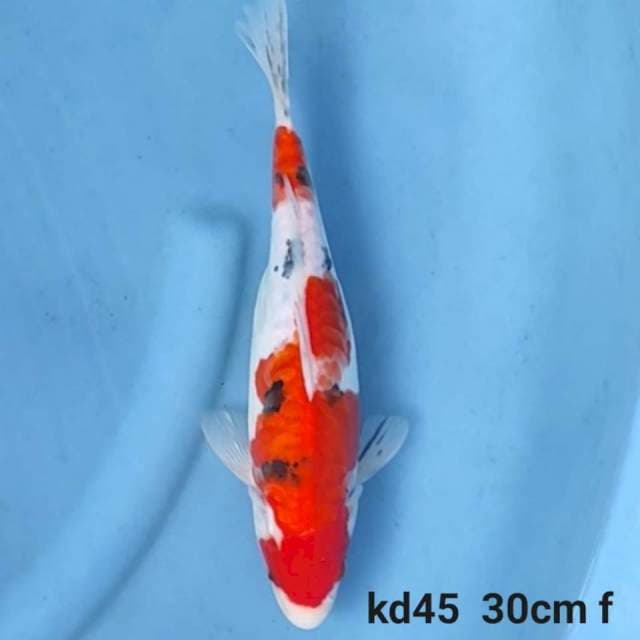 Sanke Female 30cm