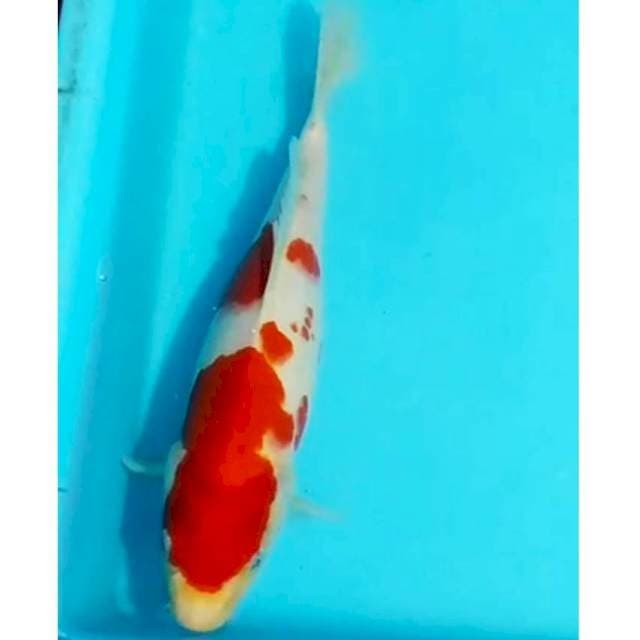 32cm