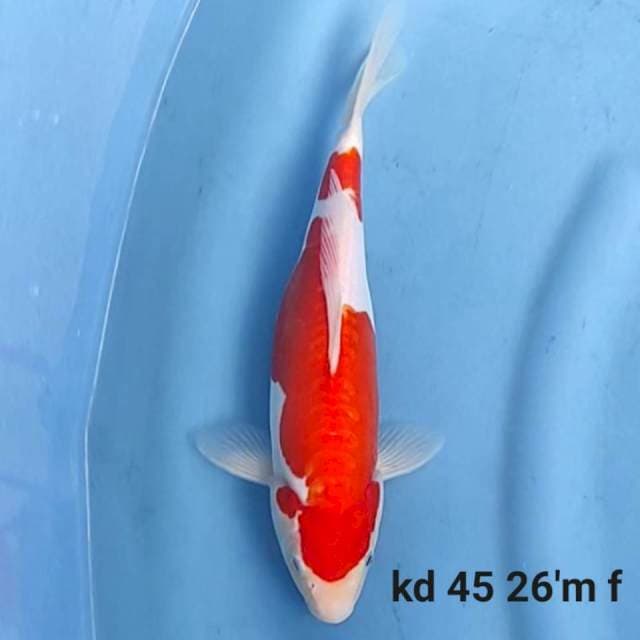 Doitsu Kohaku 26cm Female