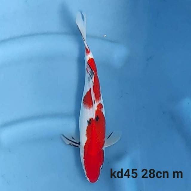 Sanke 28cm Male