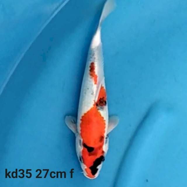 Showa Tategoi Tulang Besar Female 27cm