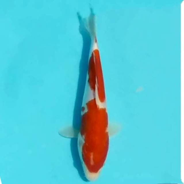 Kohaku, 25cm
